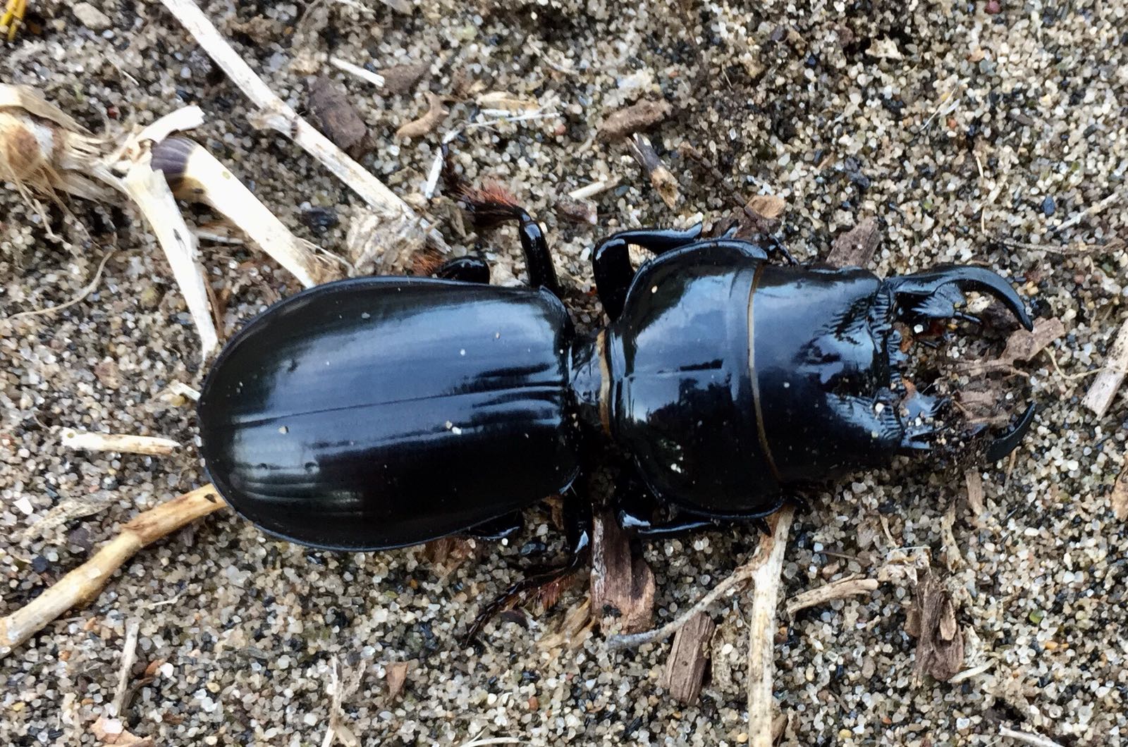 Lo Scarites buparius, un insetto bello e raro